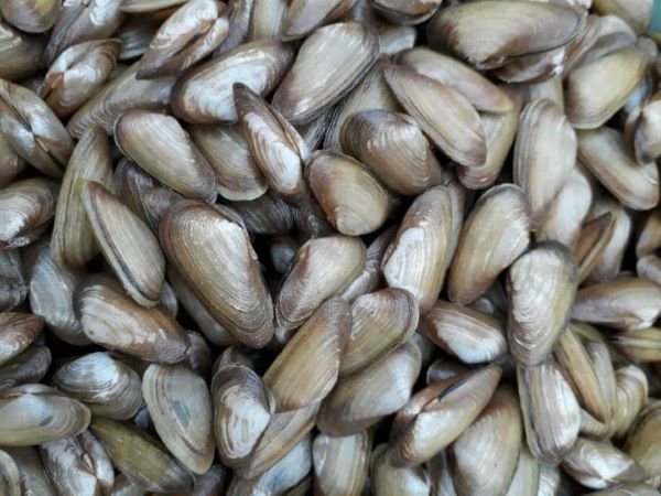 Don Quảng Ngãi – Món ngon đặc sản Quảng Ngãi nhất định phải thưởng thức